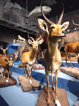 特別展「大哺乳類展３－わけてつなげて大行進」に投稿された画像（2024/5/25）