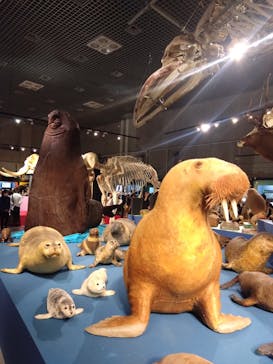特別展「大哺乳類展３－わけてつなげて大行進」に投稿された画像（2024/5/25）