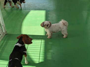 つくばわんわんランドに投稿された画像（2024/5/25）