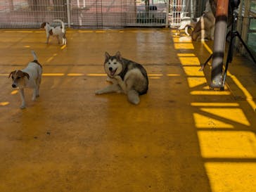 つくばわんわんランドに投稿された画像（2024/5/25）