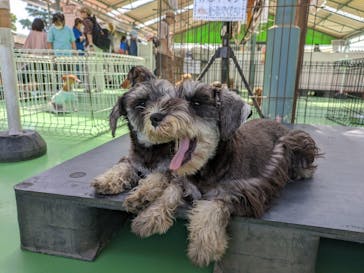 つくばわんわんランドに投稿された画像（2024/5/25）