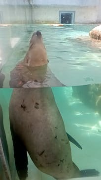 城崎マリンワールドに投稿された画像（2024/5/25）