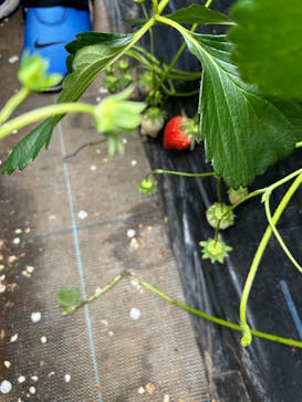 やまざきファームに投稿された画像（2024/5/26）