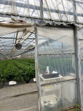 やまざきファームに投稿された画像（2024/5/26）