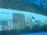 サンシャイン水族館に投稿された画像（2024/5/26）