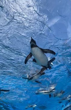 サンシャイン水族館に投稿された画像（2024/5/26）