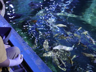 しながわ水族館に投稿された画像（2024/5/26）