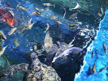 しながわ水族館に投稿された画像（2024/5/26）