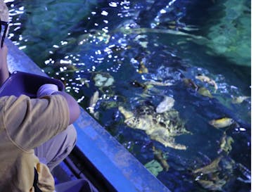 しながわ水族館に投稿された画像（2024/5/26）