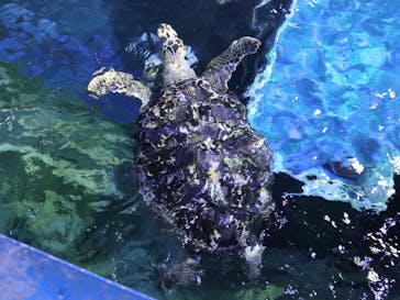 しながわ水族館に投稿された画像（2024/5/26）