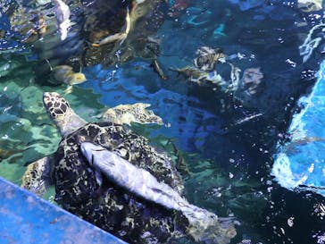 しながわ水族館に投稿された画像（2024/5/26）