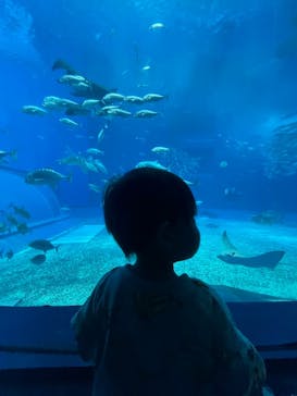 沖縄美ら海水族館に投稿された画像（2024/5/26）