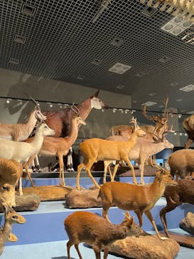 特別展「大哺乳類展３－わけてつなげて大行進」に投稿された画像（2024/5/26）