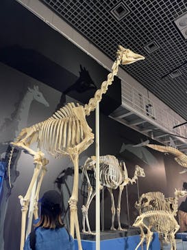 特別展「大哺乳類展３－わけてつなげて大行進」に投稿された画像（2024/5/26）