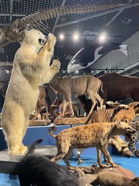 特別展「大哺乳類展３－わけてつなげて大行進」に投稿された画像（2024/5/26）