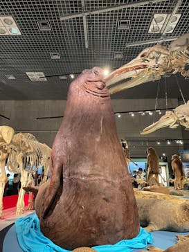 特別展「大哺乳類展３－わけてつなげて大行進」に投稿された画像（2024/5/26）