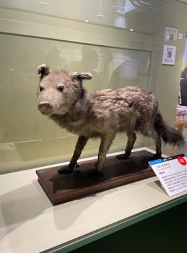 特別展「大哺乳類展３－わけてつなげて大行進」に投稿された画像（2024/5/26）