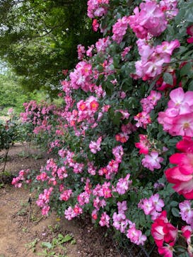 いばらきフラワーパークに投稿された画像（2024/5/26）