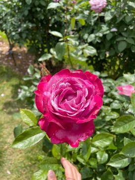 いばらきフラワーパークに投稿された画像（2024/5/26）