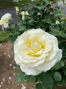 いばらきフラワーパークに投稿された画像（2024/5/26）