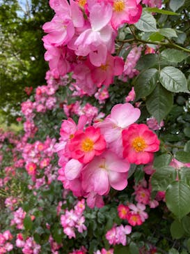 いばらきフラワーパークに投稿された画像（2024/5/26）