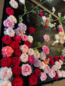 いばらきフラワーパークに投稿された画像（2024/5/26）