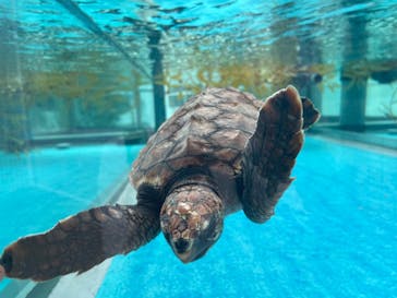 名古屋港水族館に投稿された画像（2024/5/26）