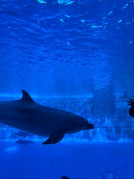 名古屋港水族館に投稿された画像（2024/5/26）