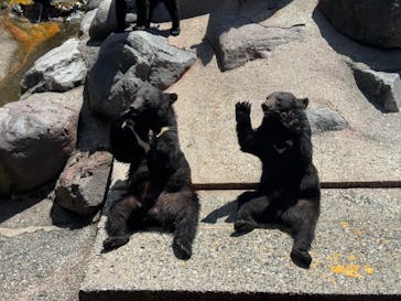 奥飛騨クマ牧場に投稿された画像（2024/5/26）