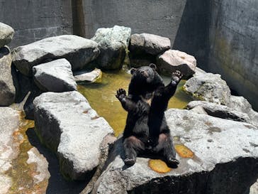 奥飛騨クマ牧場に投稿された画像（2024/5/26）