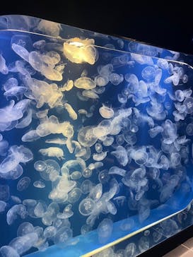 鴨川シーワールドに投稿された画像（2024/5/26）