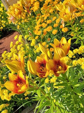 浜名湖花博2024に投稿された画像（2024/5/26）