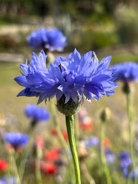 浜名湖花博2024に投稿された画像（2024/5/26）