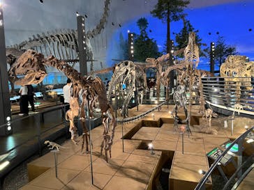 福井県立恐竜博物館に投稿された画像（2024/5/26）