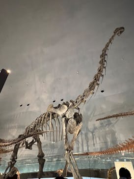 福井県立恐竜博物館に投稿された画像（2024/5/26）