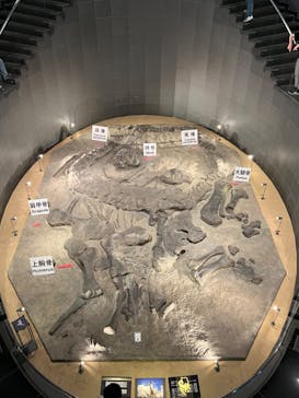 福井県立恐竜博物館に投稿された画像（2024/5/26）