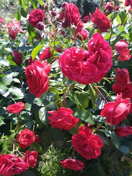 京成バラ園に投稿された画像（2024/5/26）