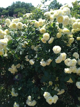 京成バラ園に投稿された画像（2024/5/26）