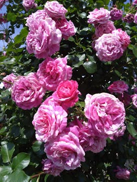 京成バラ園に投稿された画像（2024/5/26）