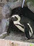 サンシャイン水族館に投稿された画像（2024/5/26）