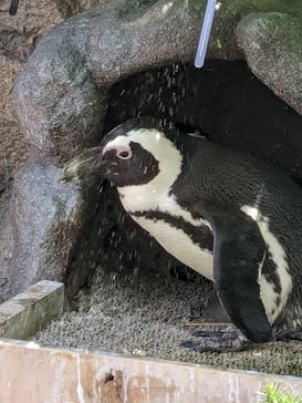 サンシャイン水族館に投稿された画像（2024/5/26）