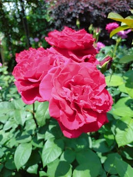 横浜イングリッシュガーデンに投稿された画像（2024/5/26）