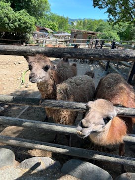 群馬サファリパークに投稿された画像（2024/5/26）