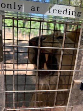 群馬サファリパークに投稿された画像（2024/5/26）