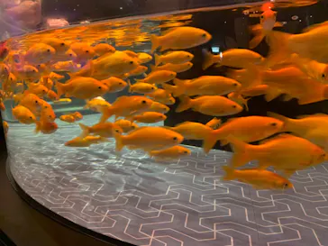 すみだ水族館に投稿された画像（2024/5/26）