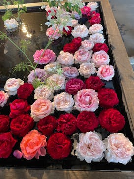 いばらきフラワーパークに投稿された画像（2024/5/26）