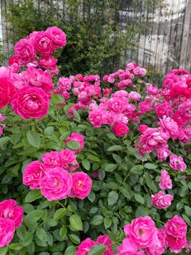 いばらきフラワーパークに投稿された画像（2024/5/26）