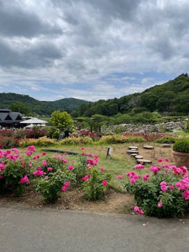 いばらきフラワーパークに投稿された画像（2024/5/26）