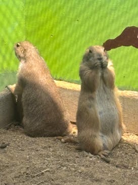 淡路ファームパーク イングランドの丘に投稿された画像（2024/5/26）