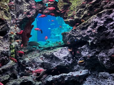 大分マリーンパレス水族館 「うみたまご」に投稿された画像（2024/5/26）